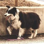 Dressage chien - Education canine Paris Ile de France