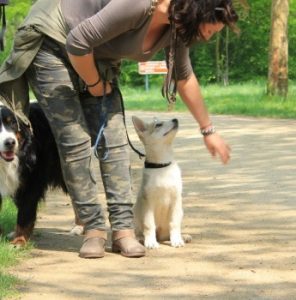 Éducation canine Éducation canine