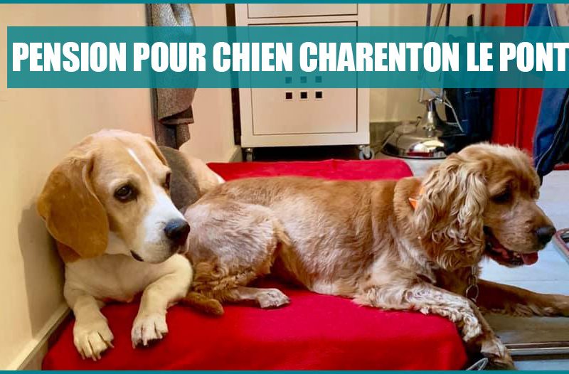 pension pour chien charenton le pont