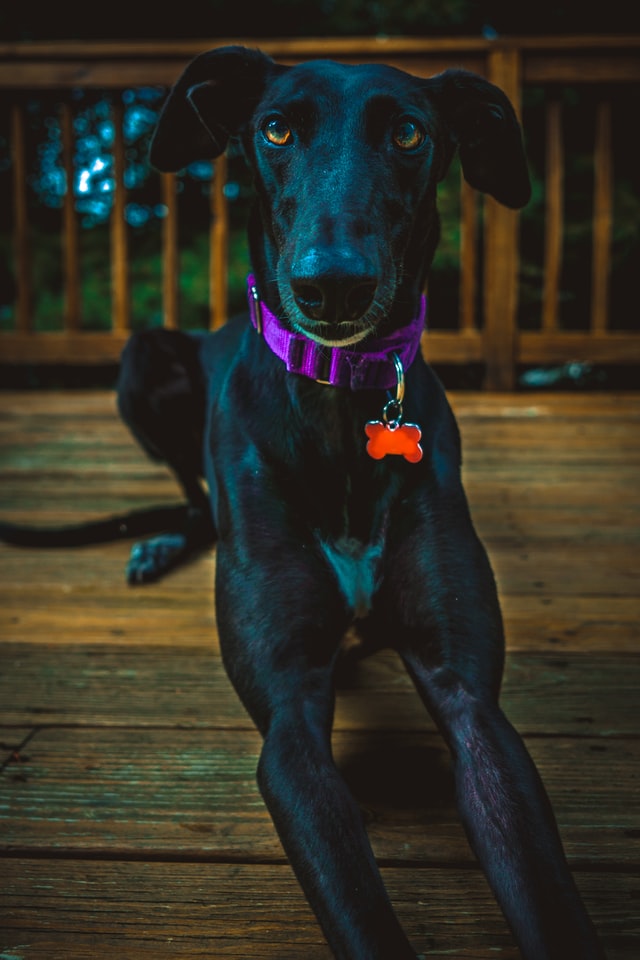 greyhound noir