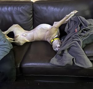 Pension familiale avoir un chien en ville